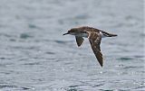 Fluttering Shearwater